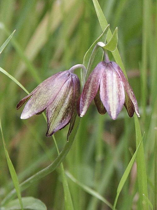 Chocolate lily: Fritillaria biflora
