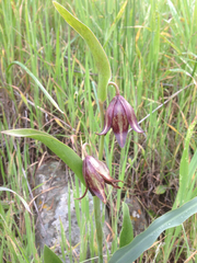 Chocolate lily (Fritillaria biflora)