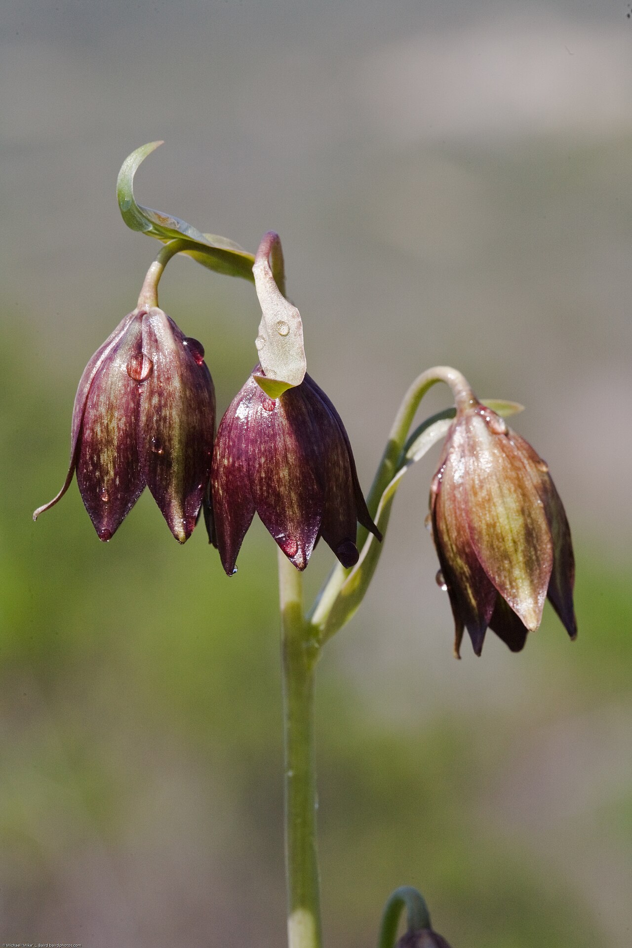 Chocolate lily: Fritillaria biflora (Chocolate Lily) endemic to California As seen on the Crespi Trail off Turri road, between Los Osos and Morro Bay, CA, USA Canon 5D w/ Canon