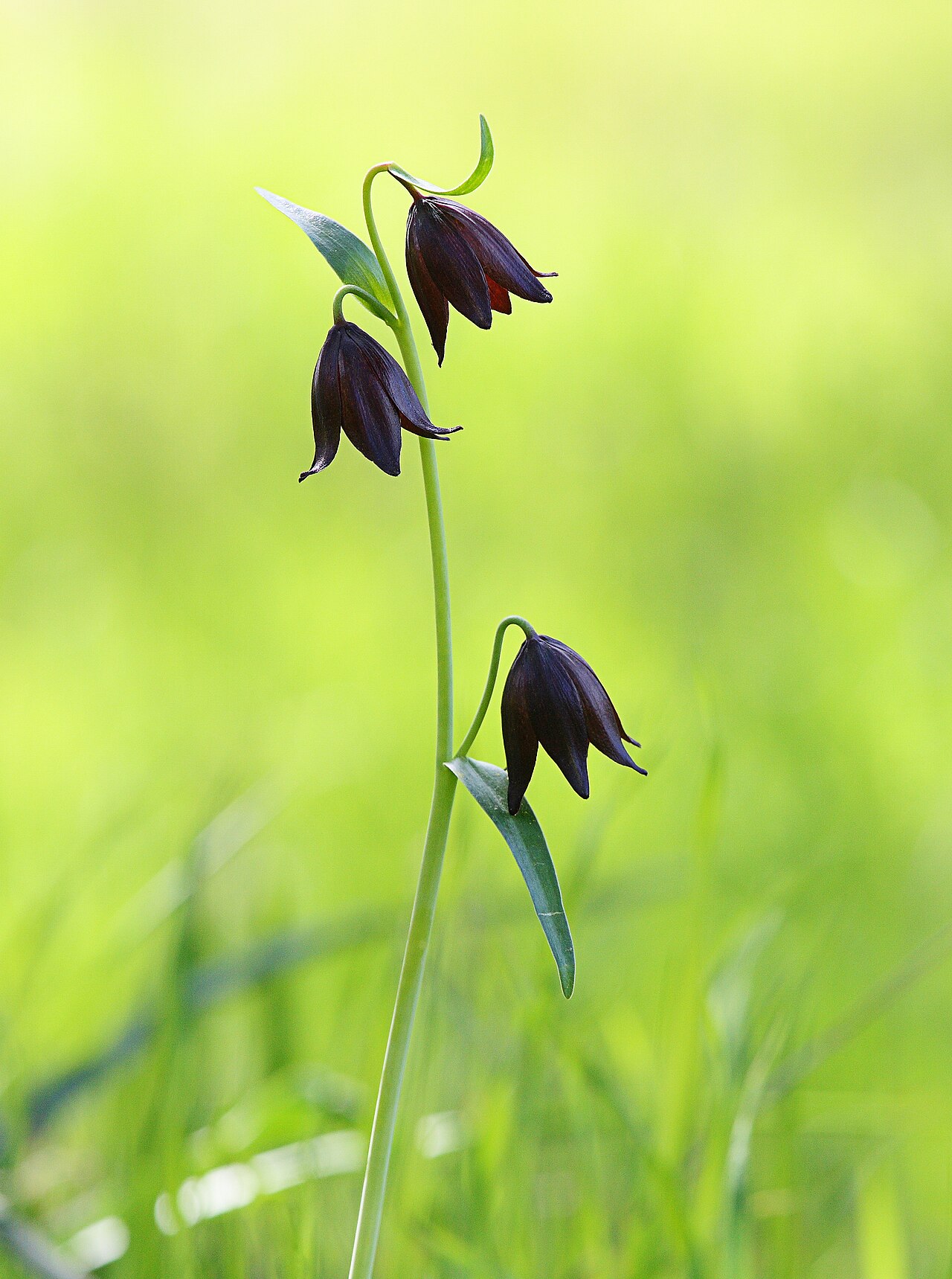 Chocolate lily: Chocolate Lily (Fritillaria biflora), California