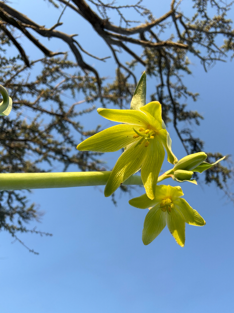 Chocolate lily (Fritillaria biflora)