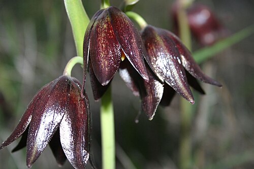 Chocolate lily: Fritlaria biflora (Chocolate lily) At the Santa Rosa Plateau , Riverside County, California