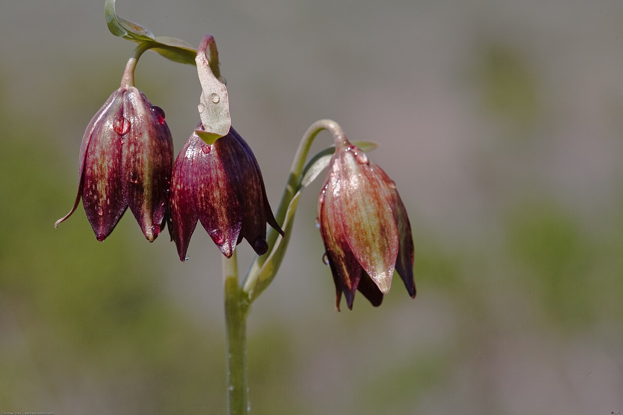 Chocolate lily: Fritillaria biflora (Chocolate Lily) endemic to California As seen on the Crespi Trail off Turri road, between Los Osos and Morro Bay, CA, USA Canon 5D w/ Canon
