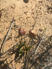Chocolate lily (Fritillaria biflora)