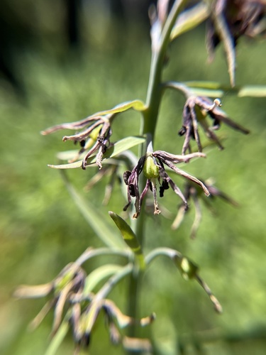 Greenhorn fritillary (Fritillaria brandegeei)