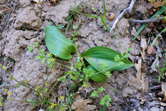 Greenhorn fritillary (Fritillaria brandegeei)