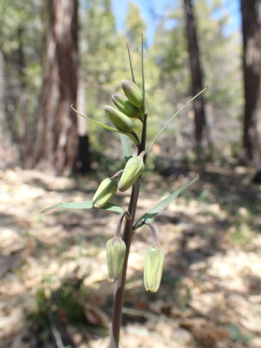 Greenhorn fritillary (Fritillaria brandegeei)