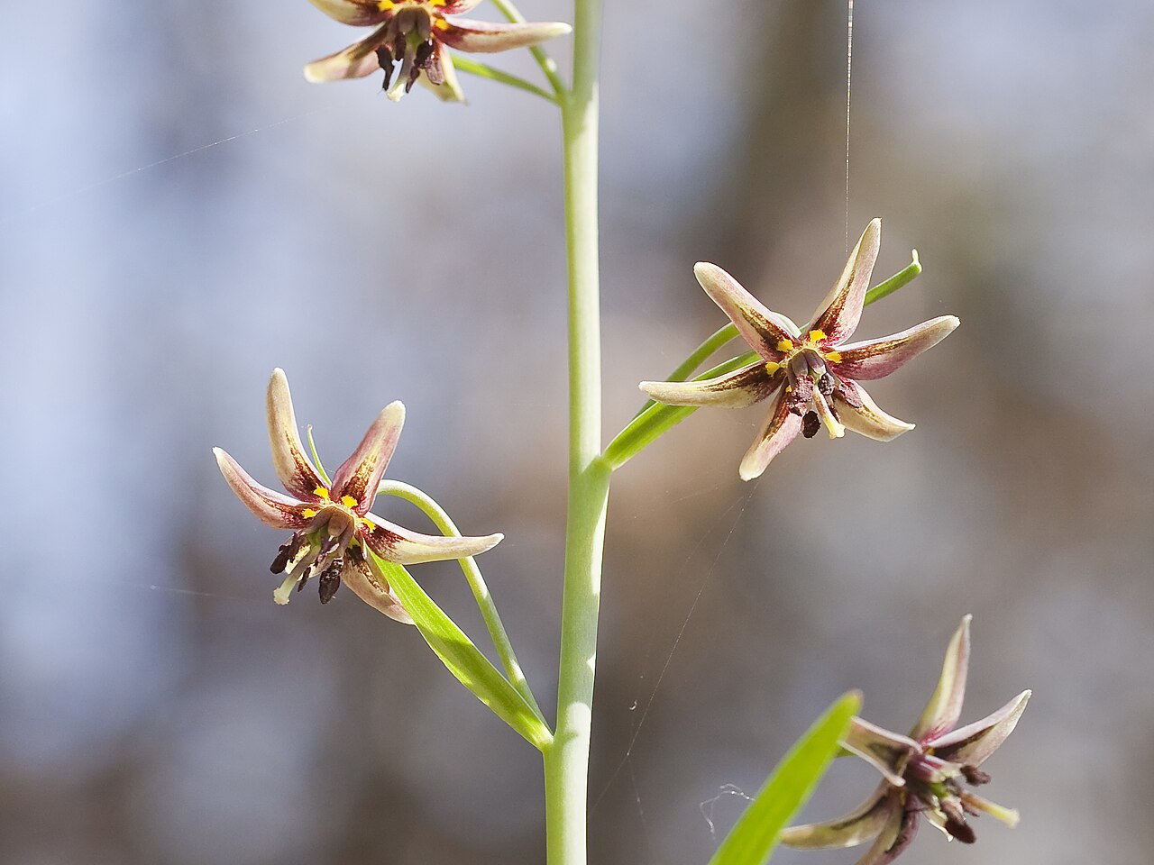 Greenhorn fritillary: Fritillaria brandegeei (greenhorn fritillary). In this image, Fritillaria brandegeei flowers are seen from below, to show the petal bases more clearly.