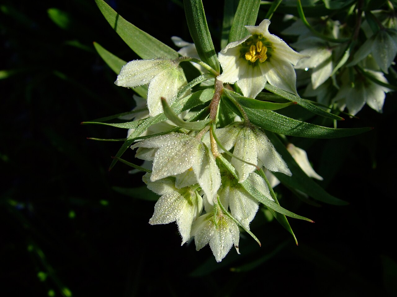 Fritillaria bucharica: Fritillaria bucharica