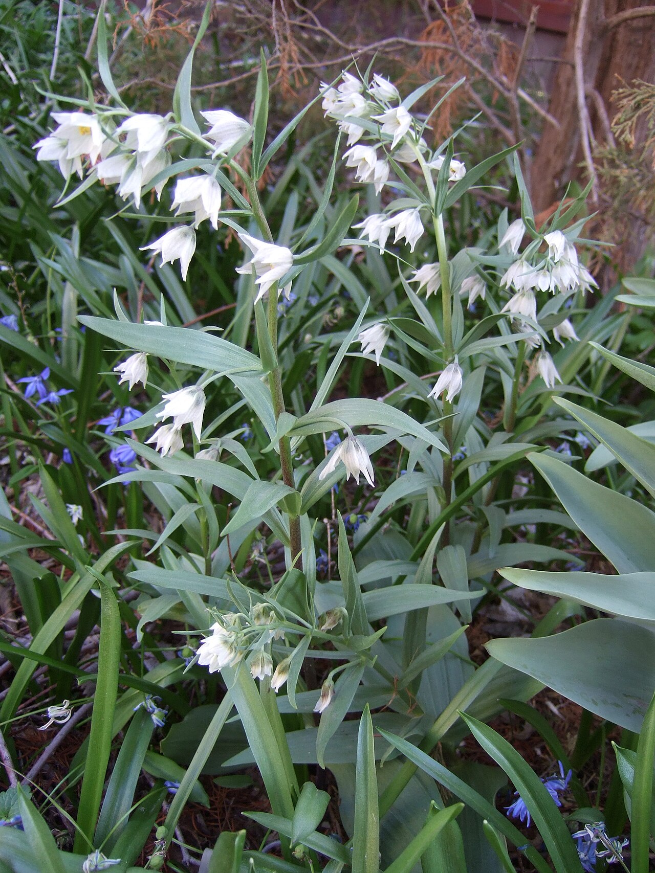 Fritillaria bucharica: Fritillaria bucharica