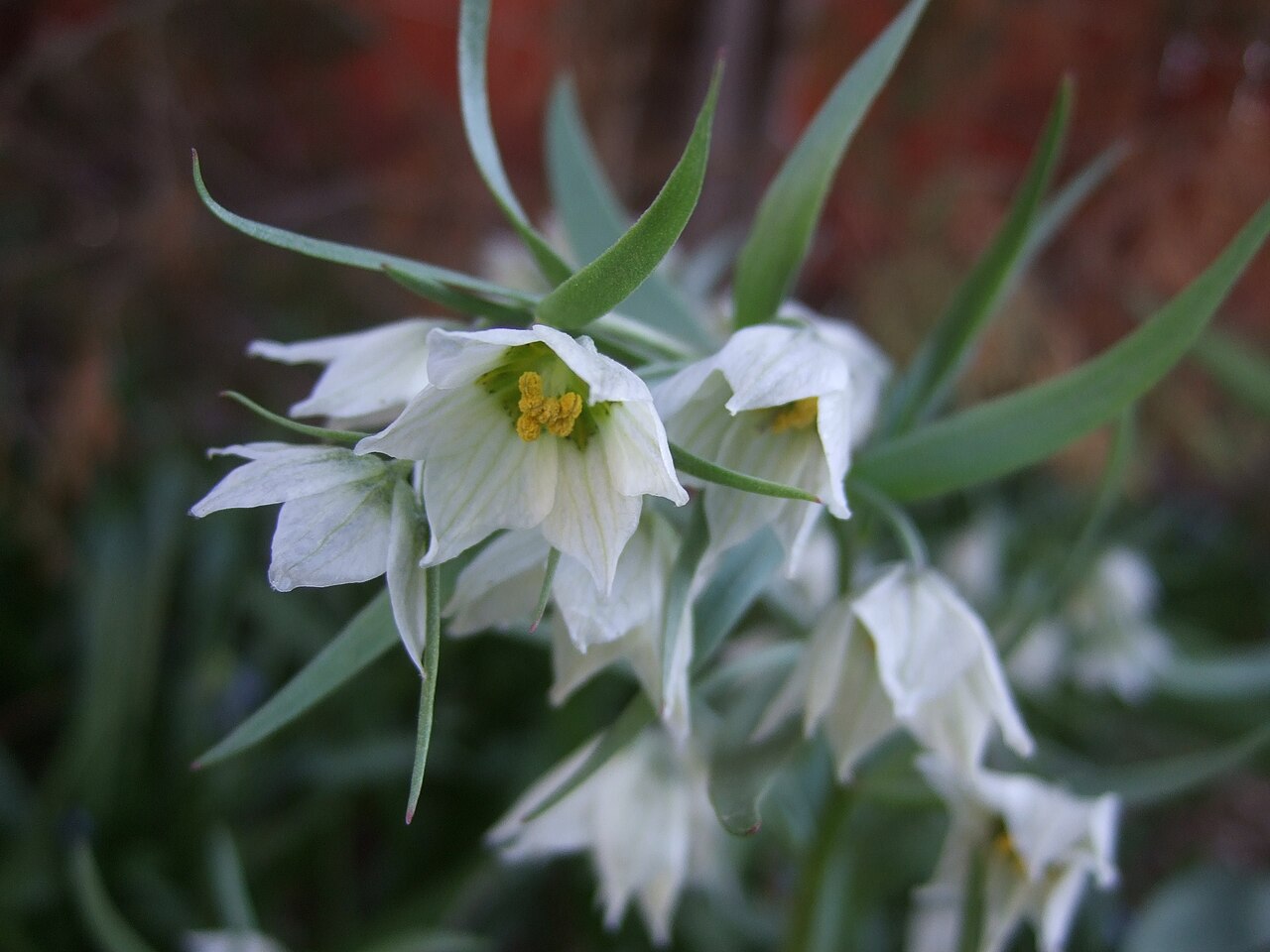 Fritillaria bucharica: Fritillaria bucharica