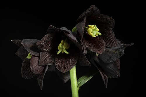 Kamchatka fritillary: [Hokkaido, Japan / 北海道] Japanese Name: クロユリ, 黒百合, 蝦夷黒百合 Distribution: Russian Far East to N. & C. Japan and NW. U.S.A. (31 AMU KAM KHA KUR MAG PRM SAK 38 JAP 70