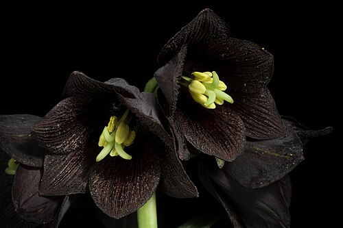 Kamchatka fritillary: [Hokkaido, Japan / 北海道] Japanese Name: クロユリ, 黒百合, 蝦夷黒百合 Distribution: Russian Far East to N. & C. Japan and NW. U.S.A. (31 AMU KAM KHA KUR MAG PRM SAK 38 JAP 70