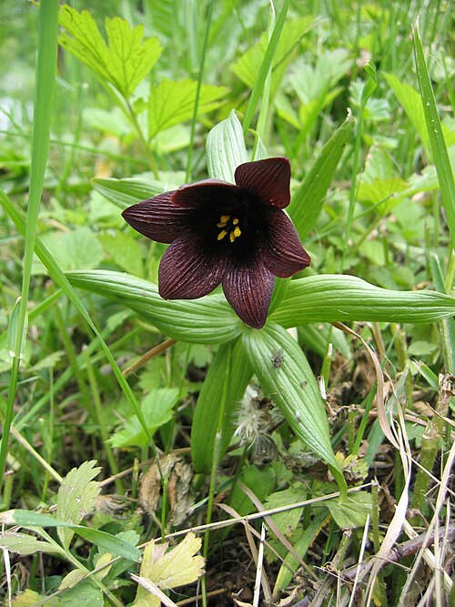 Kamchatka fritillary: Рябчик камчатский