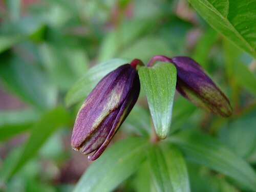 Kamchatka fritillary: Fritillaria camschatcensis