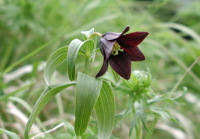 Kamchatka fritillary: エゾクロユリ。北海道大雪山黒岳。