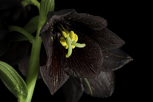 Kamchatka fritillary: [Hokkaido, Japan / 北海道] Japanese Name: クロユリ, 黒百合, 蝦夷黒百合 Distribution: Russian Far East to N. & C. Japan and NW. U.S.A. (31 AMU KAM KHA KUR MAG PRM SAK 38 JAP 70