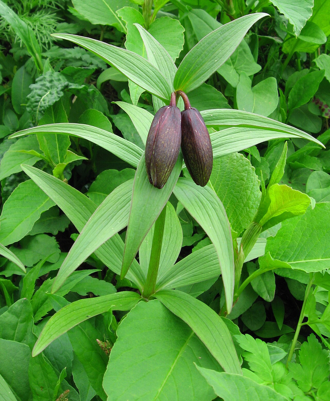 Kamchatka fritillary: ミヤマクロユリ