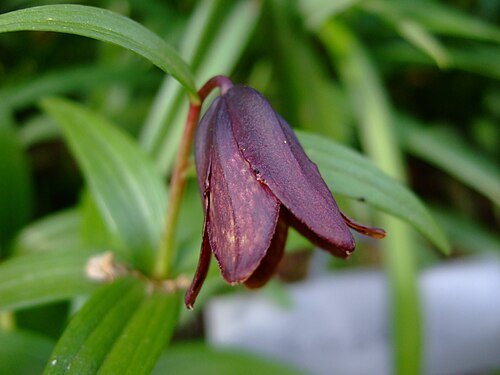 Kamchatka fritillary: Fritillaria camschatcensis