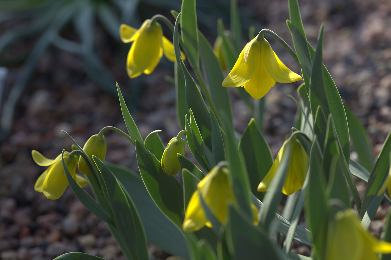 Fritillaria carica: Photo taken at Gothenburg botanical garden. Specimen id: 1997-0082 p W Plant collected in 1997 from the wild in Wendelbo / PW 72-8A