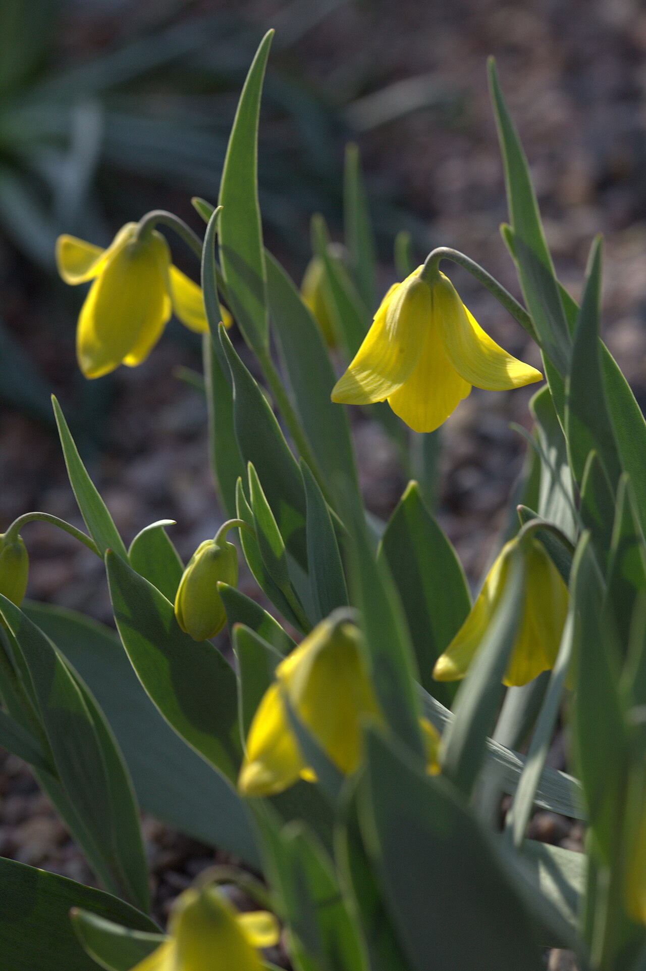 Fritillaria carica: Photo taken at Gothenburg botanical garden. Specimen id: 1997-0082 p W Plant collected in 1997 from the wild in Wendelbo / PW 72-8A