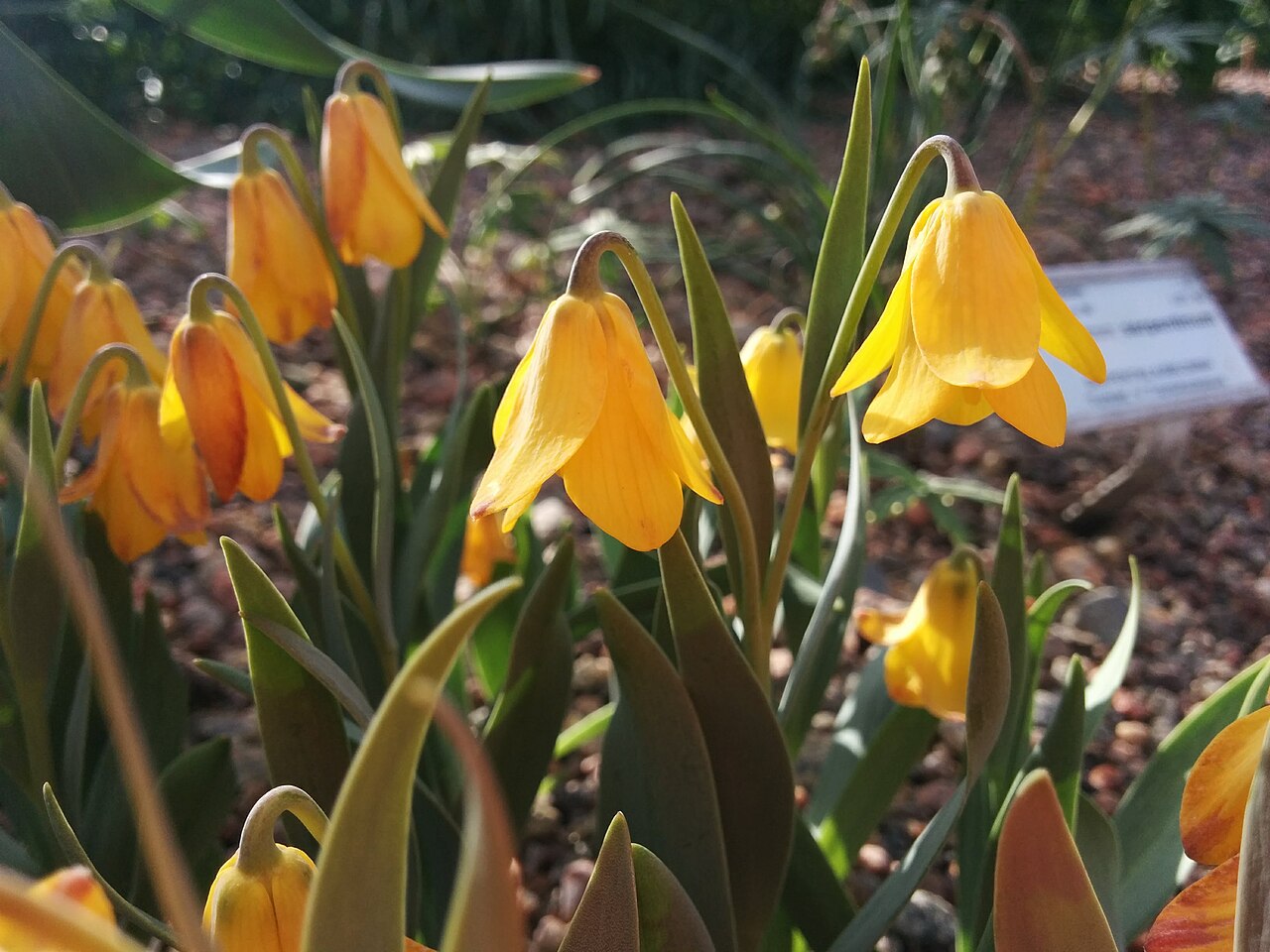 Fritillaria carica: Fritillaria carica in Gothenburg Botanical Garden, Sweden.