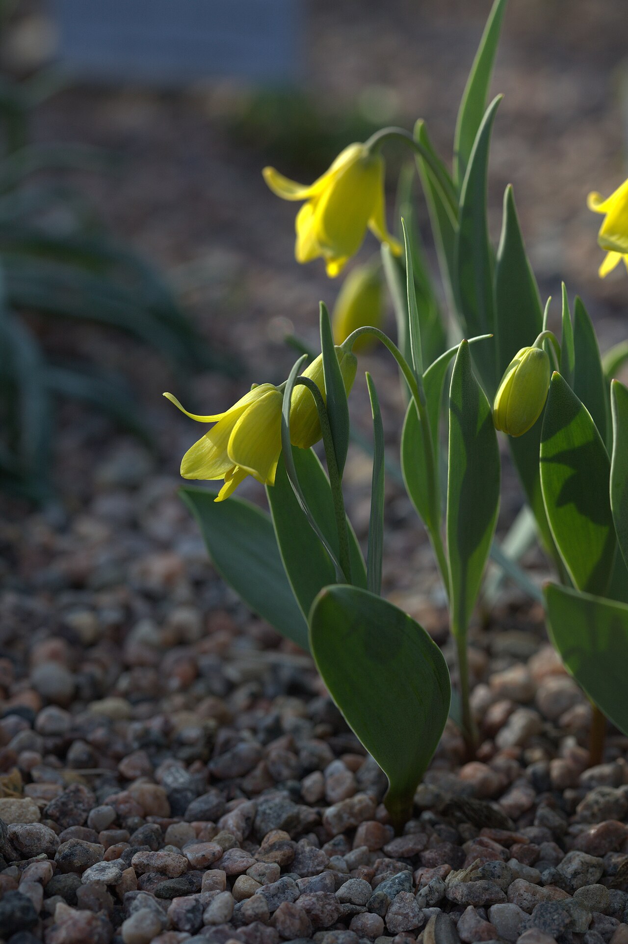 Fritillaria carica: Photo taken at Gothenburg botanical garden. Specimen id: 1997-0082 p W Plant collected in 1997 from the wild in Wendelbo / PW 72-8A