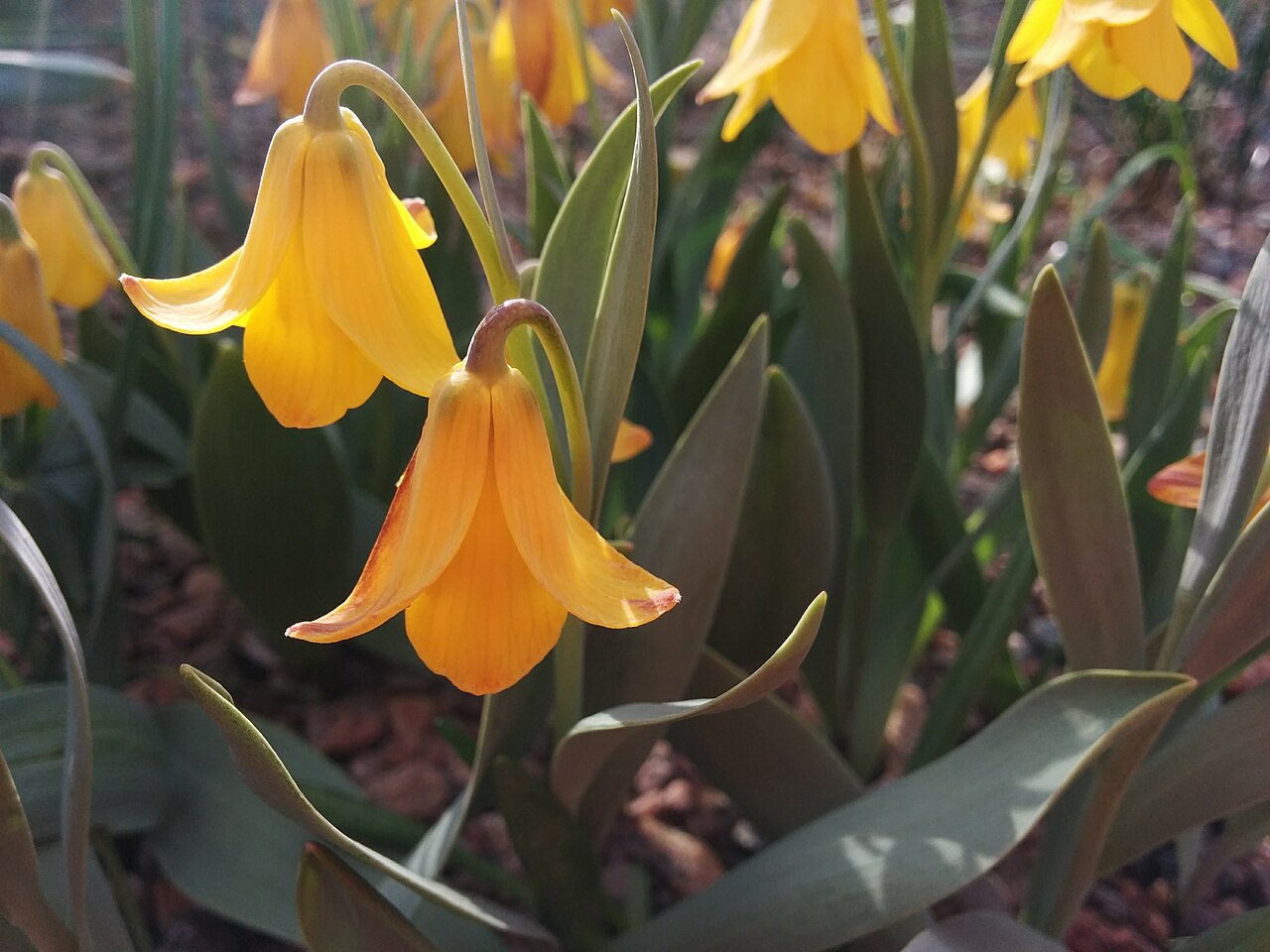 Fritillaria carica: Fritillaria carica in Gothenburg Botanical Garden, Sweden.