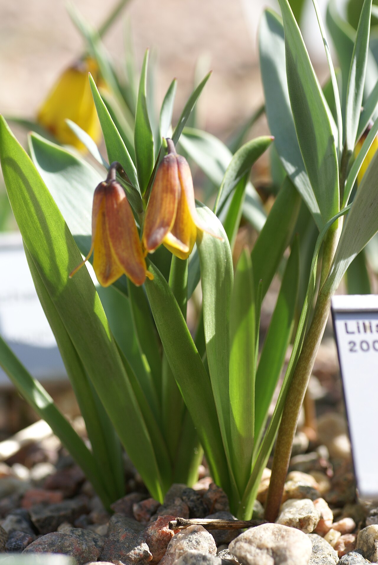 Fritillaria carica: Plant species Fritillaria carica in Göteborgs botaniska trädgård in Gothenburg, Sweden