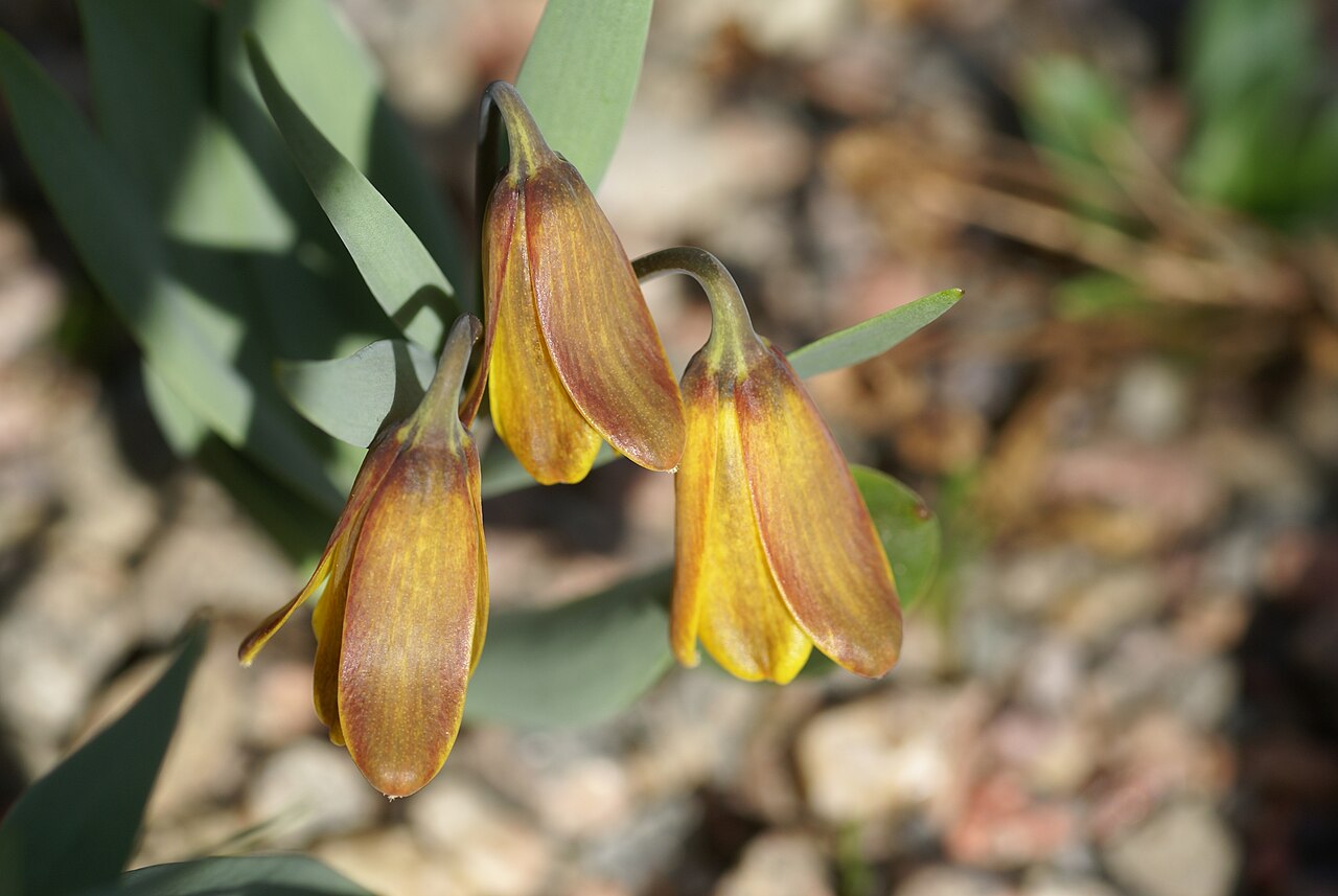 Fritillaria carica: Plant species Fritillaria carica in Göteborgs botaniska trädgård in Gothenburg, Sweden