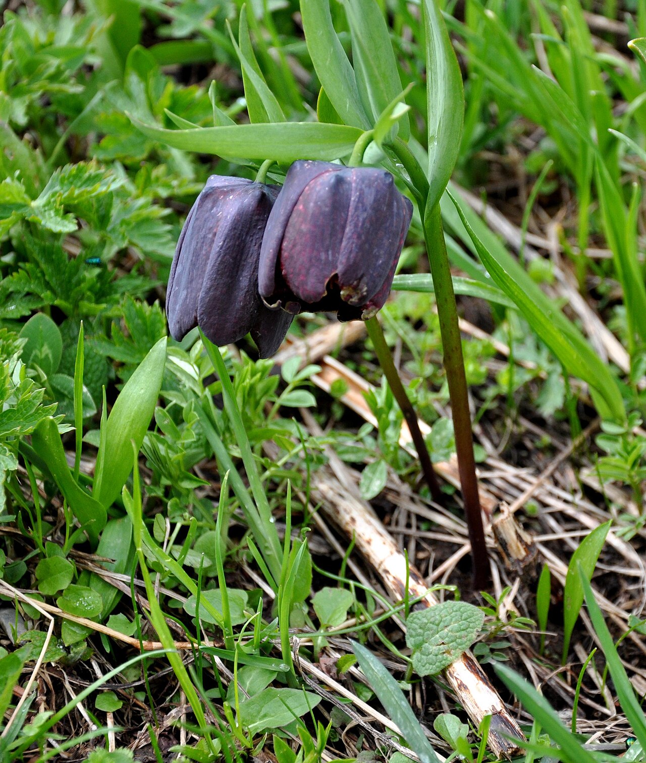 Fritillaria caucasica: Taken in Shkmeri