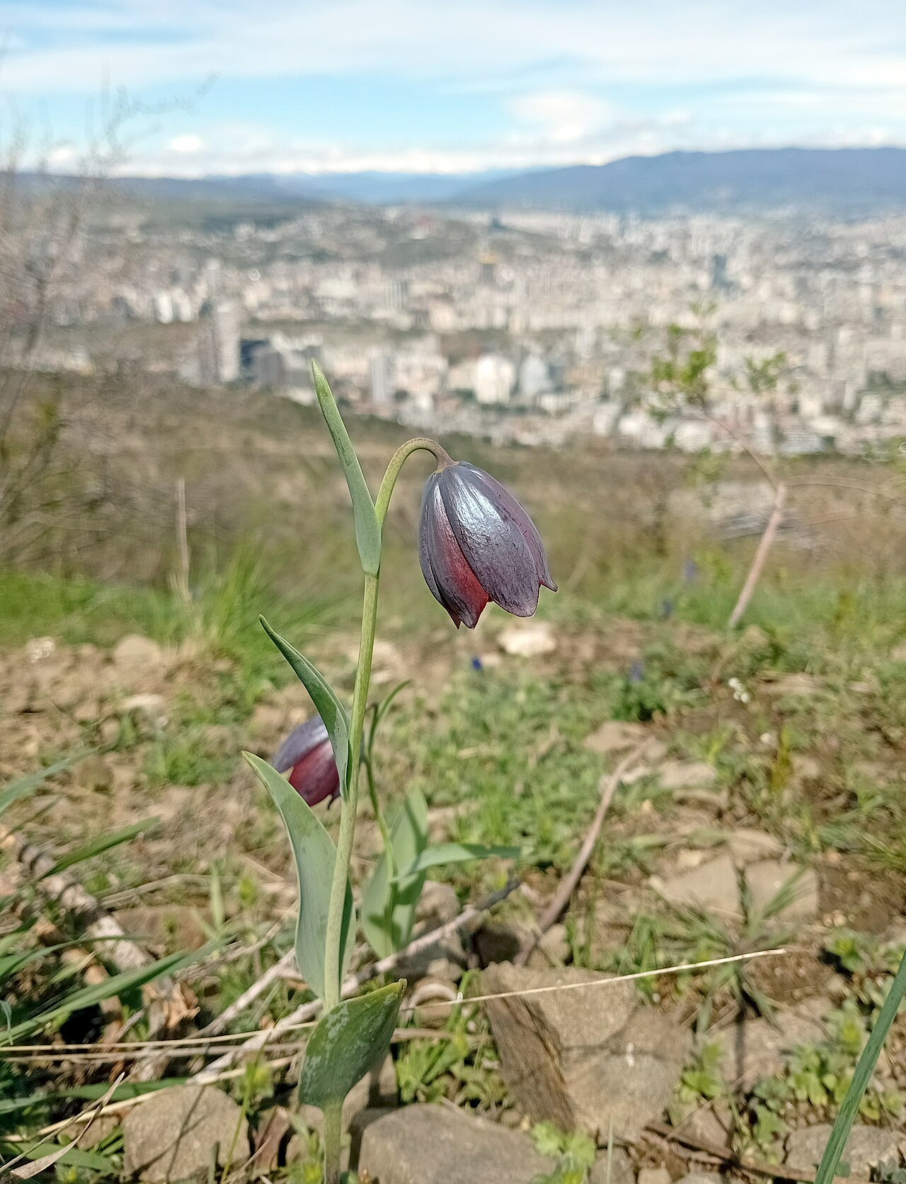 Fritillaria caucasica: Two Fritillaria flowers, likely Fritillaria caucasica , on the northern slopes of Mtatsminda Range above Zemo Vake neighbourhood of Tbilisi