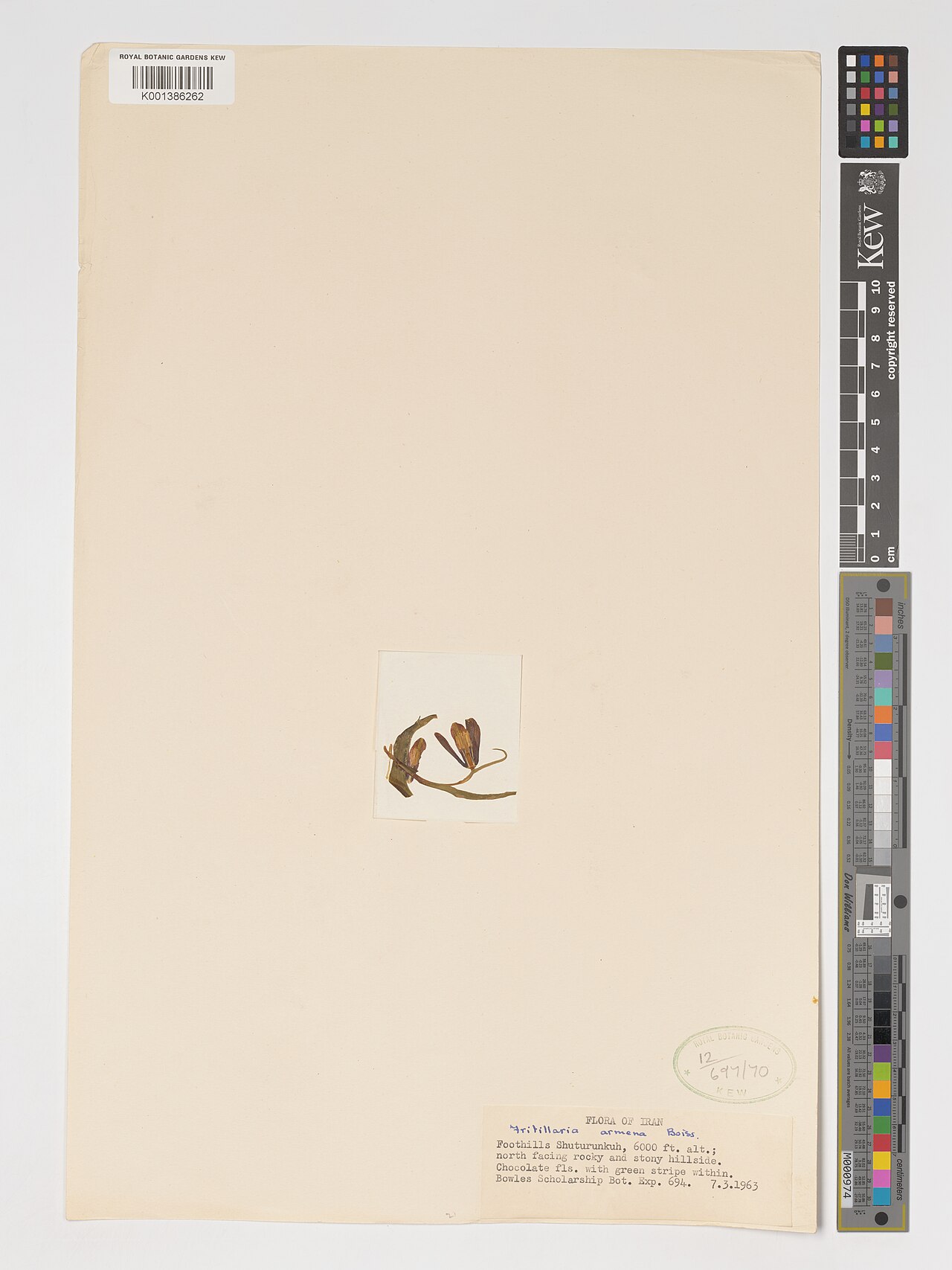 Fritillaria chlorantha: Fritillaria chlorantha — Herbarium specimen from Foothills Shuturunkuh., Iran. Habitat: North facing, rocky and stony hillside.. Collected by s.coll. (1963-03-0