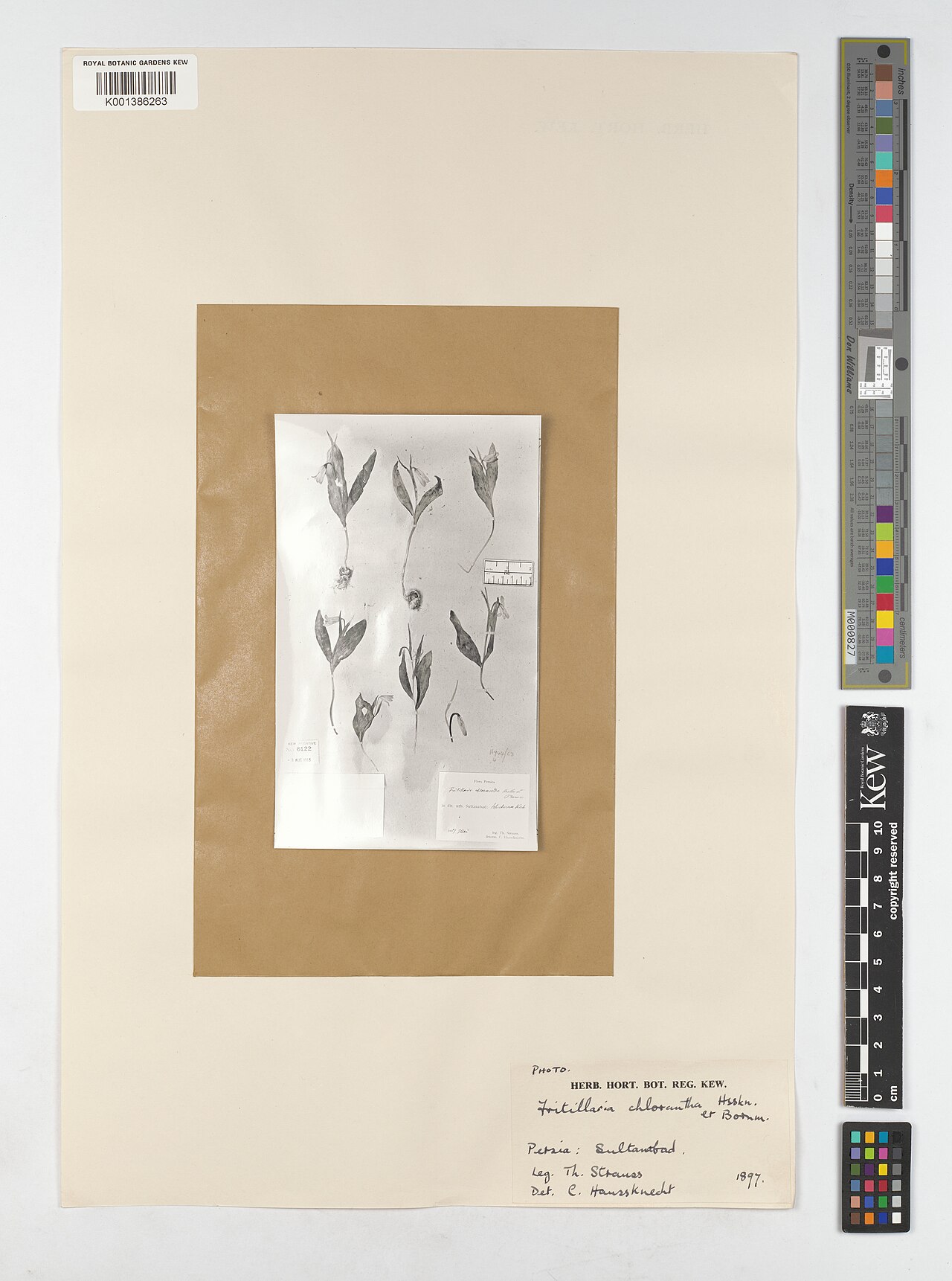 Fritillaria chlorantha: Fritillaria chlorantha — Herbarium specimen from Sultanabad, Iran. Collected by Strauss, Th. (1897-01-01). Recorded in GBIF occurrence 5896349171 .