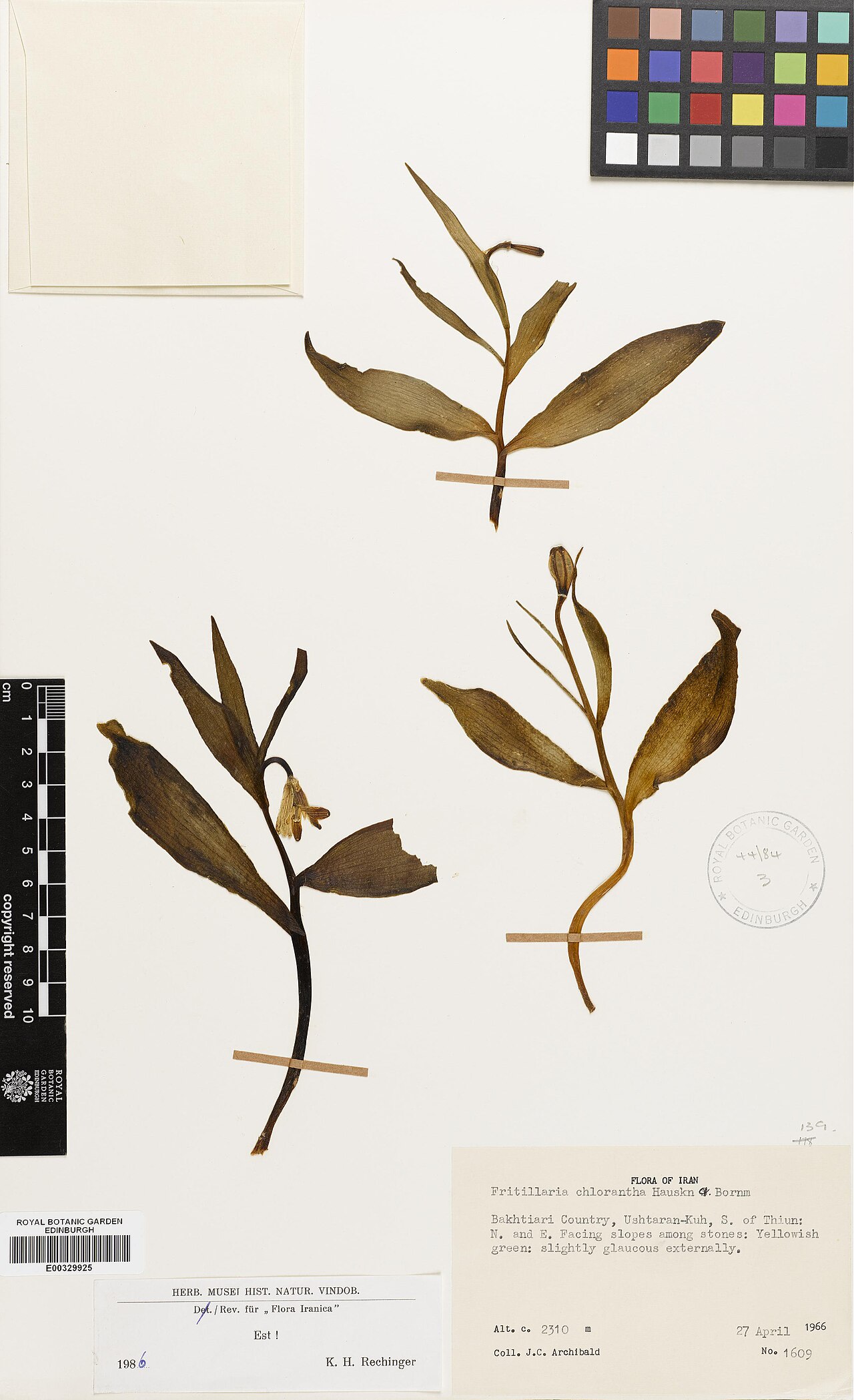 Fritillaria chlorantha: Fritillaria chlorantha — Herbarium specimen from Chahar Mahall Va Bakhtiari, Ushtaran-Kuh, S. of Thiun, Iran. Collected by Archibald, James C. (1966-04-27). Rec
