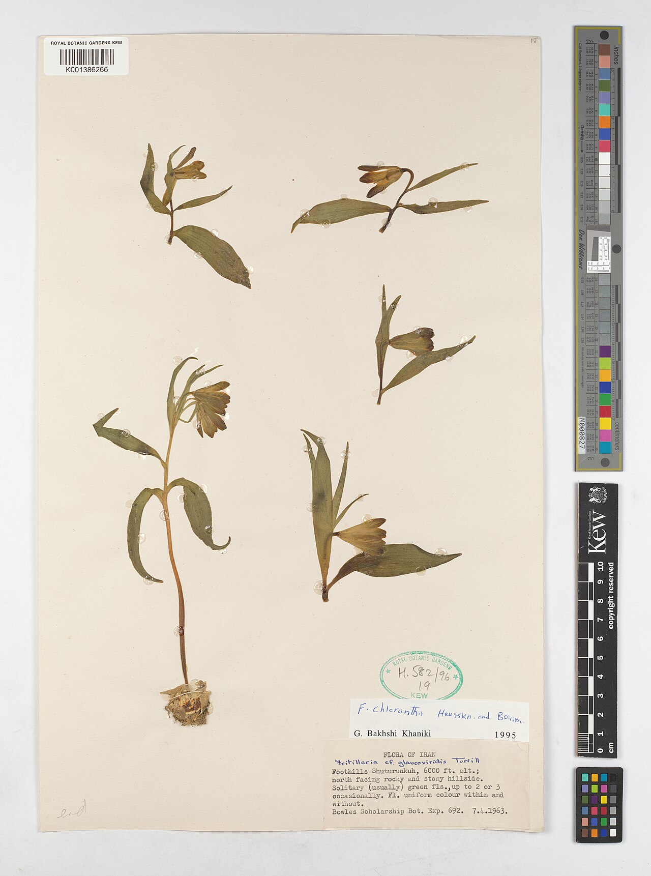 Fritillaria chlorantha: Fritillaria chlorantha — Herbarium specimen from Foothills Shuturunkuh, Iran. Habitat: north facing rocky and stony hillside. Collected by s.coll. (1963-04-07).