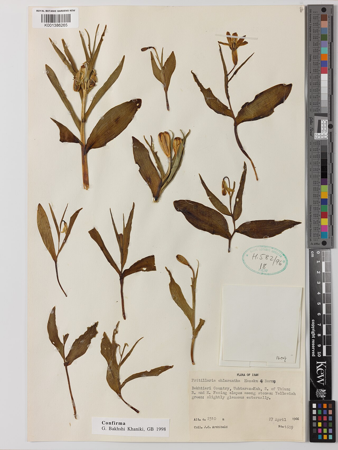 Fritillaria chlorantha: Fritillaria chlorantha — Herbarium specimen from Bakhtiari Country, Ushtaran-Kuh, S of Thiun., Iran. Habitat: N and E facing slopes among stones.. Collected by