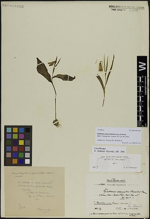 Fritillaria chlorantha: Fritillaria chlorantha — Herbarium specimen from Hamadan in m. Elwend, Iran. Collected by Strauss,T. (1895-05-15). Recorded in GBIF occurrence 1230732366 .