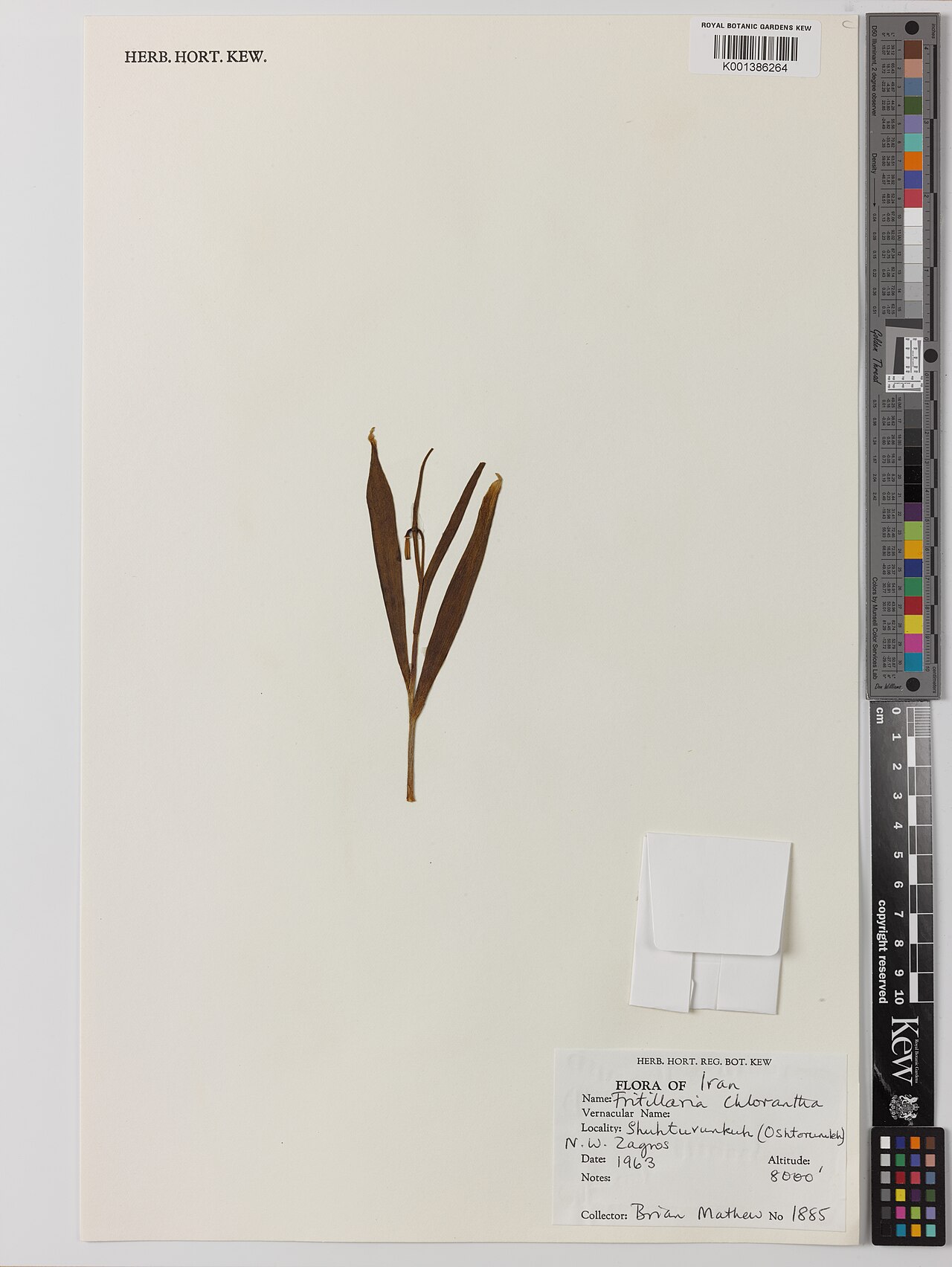 Fritillaria chlorantha: Fritillaria chlorantha — Herbarium specimen from Shiuhtuvunkuh (Oshtorumekh) N.W. Zagros, Iran. Collected by Mathew, B. (1963-01-01). Recorded in GBIF occurrenc