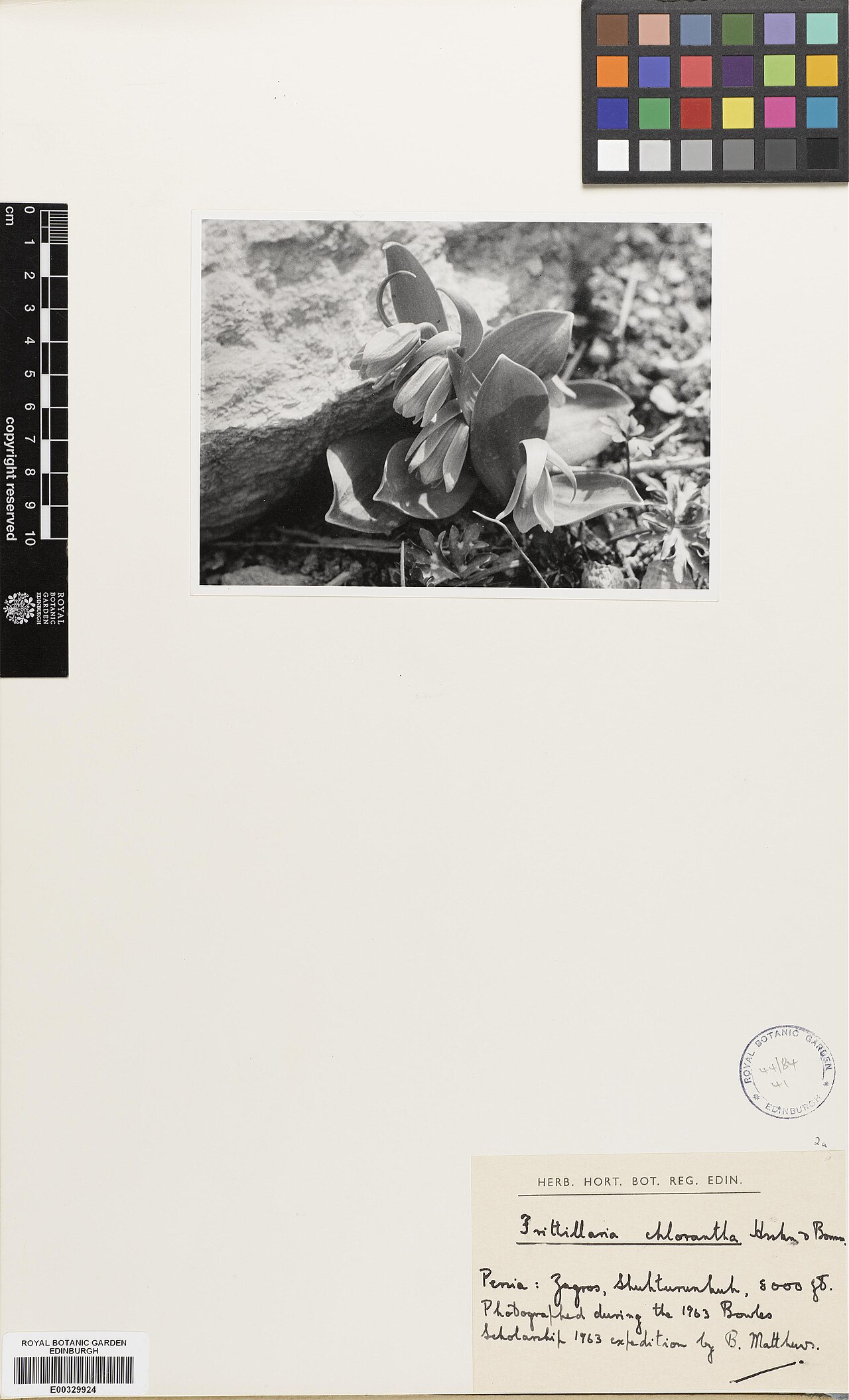 Fritillaria chlorantha: Fritillaria chlorantha — Herbarium specimen from Zagros, Shuhturunkuh, Iran. Recorded 1963. Recorded in GBIF occurrence 575172497 .