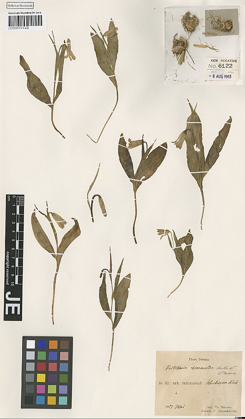 Fritillaria chlorantha: Fritillaria chlorantha — Herbarium specimen from in dit. urb. Sultanabad, Schuturun Kuh, Iran. Collected by Strauss,T. Flora Persica (1897-05). Recorded in GBIF