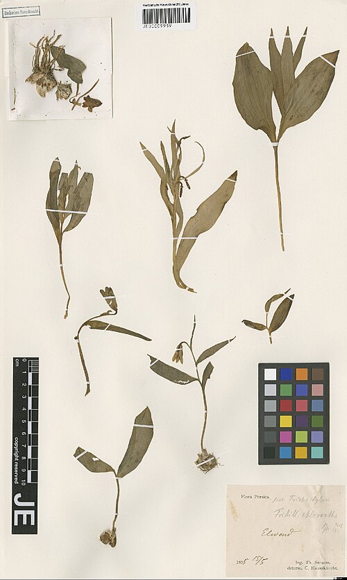 Fritillaria chlorantha: Fritillaria chlorantha — Herbarium specimen from Elwend, Iran. Collected by Strauss,T. Flora Persica (1895-05-15). Recorded in GBIF occurrence 3029007858 .