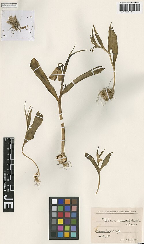 Fritillaria chlorantha: Fritillaria chlorantha — Herbarium specimen from In monte Schuturunkuh, Iran. Collected by Strauss,T. (1897-05). Recorded in GBIF occurrence 3029007892 .