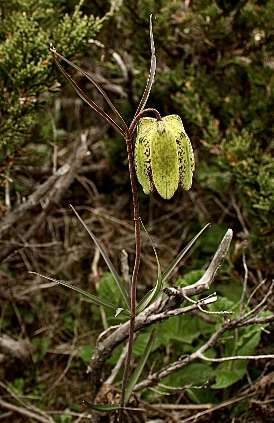 Fritillaria cirrhosa: A cropped, focus-sharpened and brightened version of an original image of a wild plant of Fritillaria cirrhosa D. Don, created by Siddarth Machado and adapted (