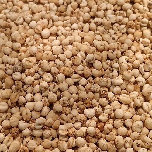 Fritillaria cirrhosa: Fritillaria cirrhosa granules
