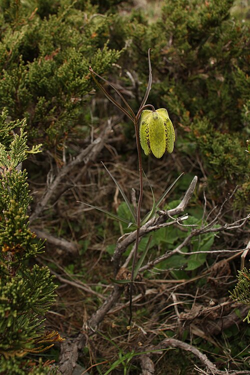 Fritillaria cirrhosa: Yellow Himalayan fritillary ( Fritillaria cirrhosa ) in North Sikkim, Sikkim, India