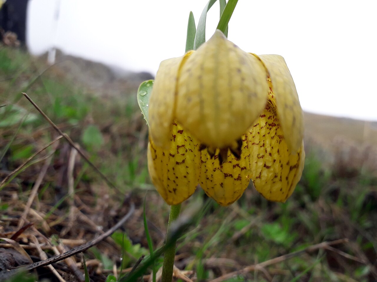 Fritillaria collina: This is a photo of a natural site in Armenia identified by the ID