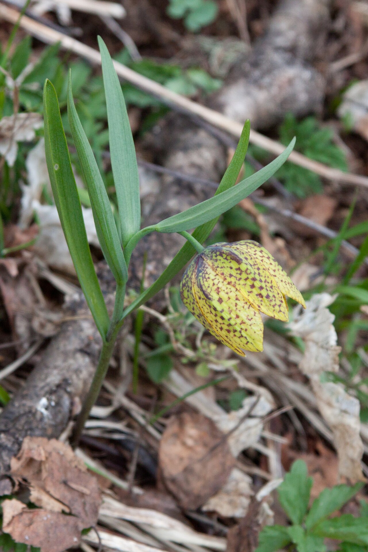 Fritillaria collina: Fritillaria collina