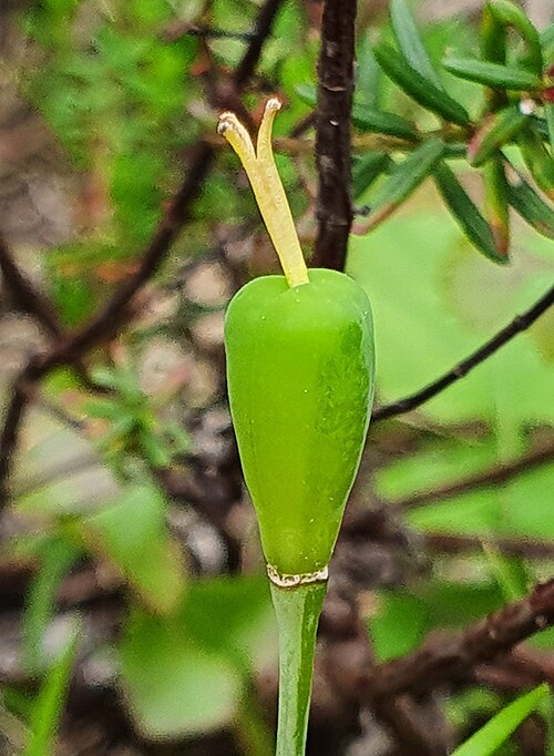 Fritillaria conica: This image shows a developing capsule fruit of Fritillaria conica, which is an endemic species of greece. It was photographed in its natural habitat.