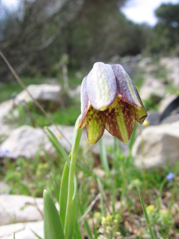 Fritillaria crassifolia: גביעונית עבת עלים, Fritillaria crassifolia
